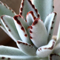 Kalanchoe_tizardin.mu