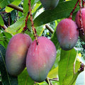 Maison_rouge_mango_plant_tizardin.mu