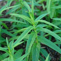 Mint plant La menthe -menthe for sales at tizardin.mu . Aromatic plant in Mauritius Herb garden in Mauritius