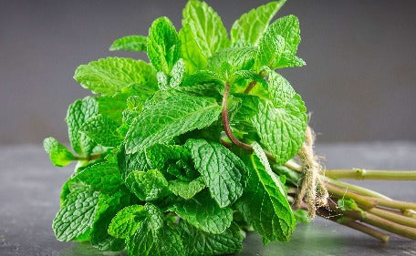 Mint plant at tizardin.mu buy herb aromatic plant in mauritius at tizardin.mu