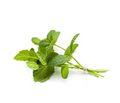 Mint plant  La menthe  herb in Mauritius tizardin