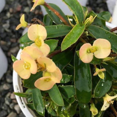 Euphorbia- Crown of Thorns cream-beige, tizardin.mu