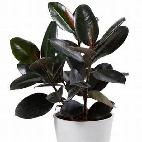 Ficus Elastica- Rubber plant tizardin