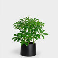 Schefflera tizardin.mu