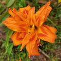 Orange_lily_tizardin.mu
