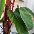 Philodendron- Erubescen tizardin.mu