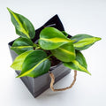 Philodendron_Brasil_tizardin.mu