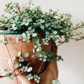 Pilea_glauca_tizardin.mu