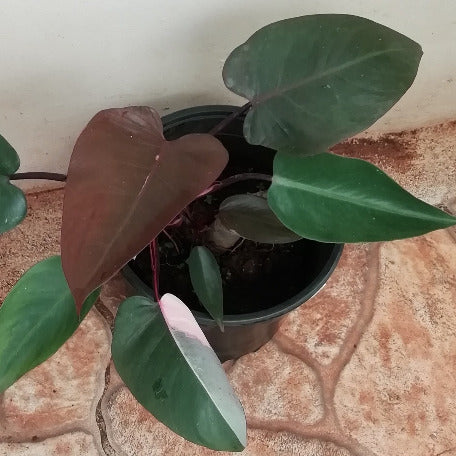 Philodendron Pink Princess tizardin.mu