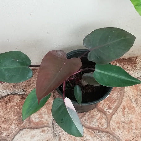 Philodendron Pink Princess buy tizardin.mu