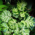 Polyscias_Variegated_Plant_tizardin.mu