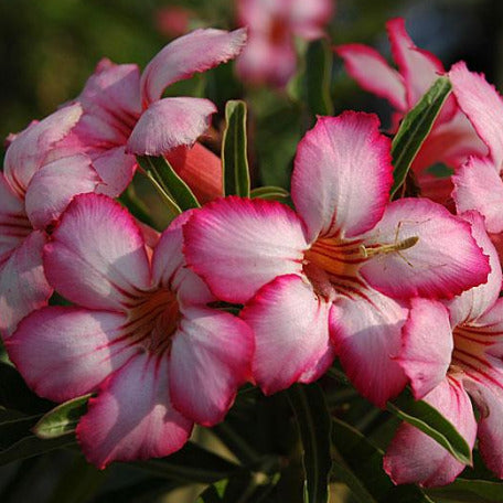 Pink Flower Adenium tizardin.mu