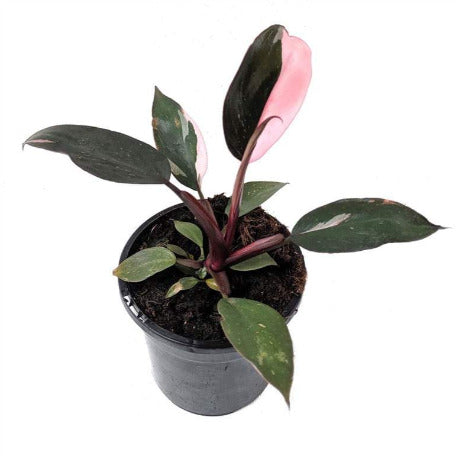 Philodendron Pink Princess by tizardin.mu