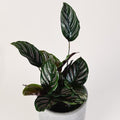 Calathea Ornata buy at tizardin.mu