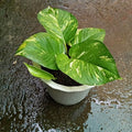 Giant Golden Pothos_tizardin.mu