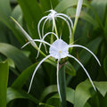 Spider_Lily_tizardin.mu
