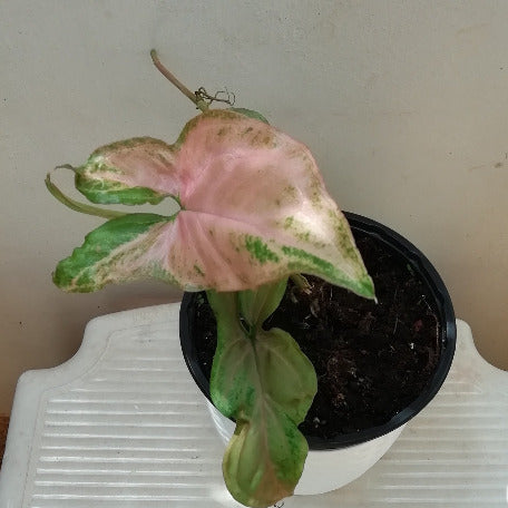 Syngonium Podophyllum Pink_tizardin.mu