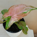 Syngonium Podophyllum Pink_tizardin.mu