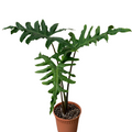 Alocasia | African Mask Plant Store | tizardin.mu