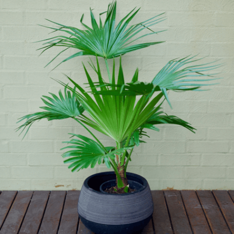 anahaw indoor plant Anahaw Palm Tree - Exotic Palms for Sale in Mauritius