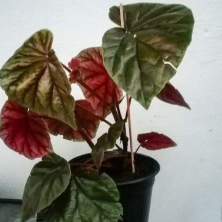 Begonia_Minor Jacq_tizardin.mu