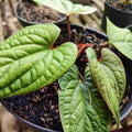 betel plant