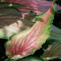 caladium_tizardin.mu