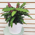 calathea_rufibarba_tizardin.mu