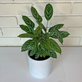 calathea louisae_tizardin.mu