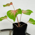 Aiton Vent caladium  by at tizardin.mu