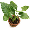Alocasia Elephant Ear Green - tizardin.mu