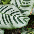 goeppertia calathea tizardin.mu