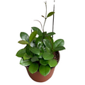 Hoya Plant l Hoya for sale in Mauritius at tizardin.mu your plant nursery in Mauritius