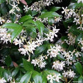 Star Jasmine tizardin.mu