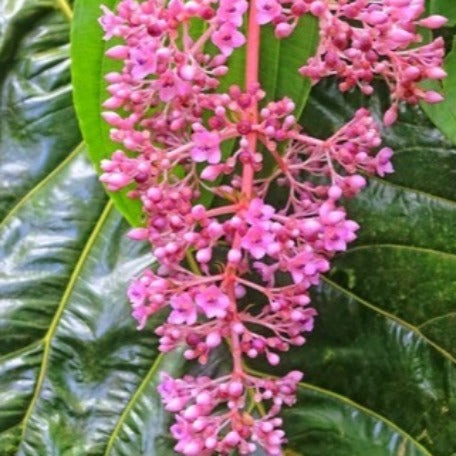 medinillapink_tizardin.mu