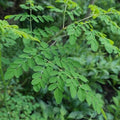 moringa_plant_tizardin.mu