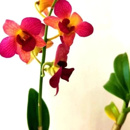 orchid_tizardin.mu