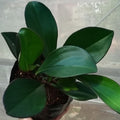 peperomia_tizardin.mu