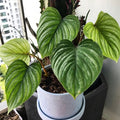 philodendron_mamei_tizardin.mu