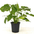 Philodendron Lacerum_tizardin.mu