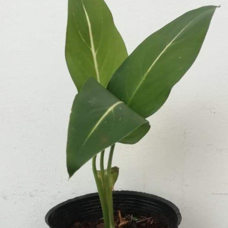 dieffenbachia oerstedii Dieffenbachia- Oerstedii Plants l tizardin l Mauritius – tizardin.mu