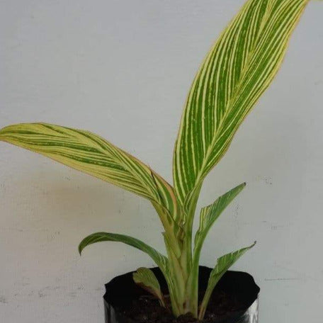 Variegated Canna lilly tizardin.mu