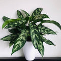Aglaonema Maria - tizardin.mu