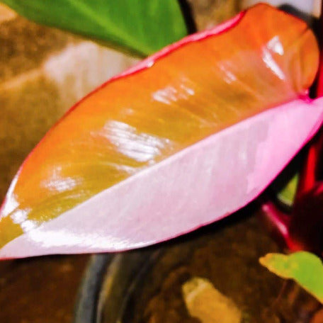 Philodendron Pink Princess by tizardin.mu