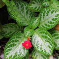 Episcia - Faded Jade - tizardin.mu