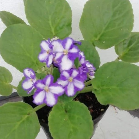 African Violets- Saintpaulia White/purple - tizardin.mu