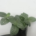 fittonia tizardin.mu