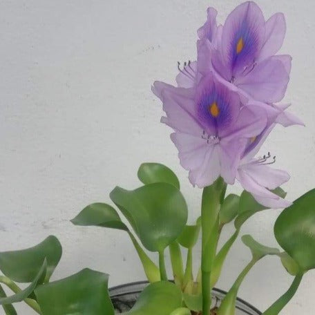 Water Hyacinth_Glass Vase_tizardin.mu