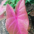 Caladium Red_tizardin.mu