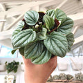 Peperomia Silver Ripple_tizardin.mu